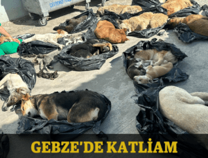 Gebze’de katliam: Kedileri ve köpekleri katlettiler