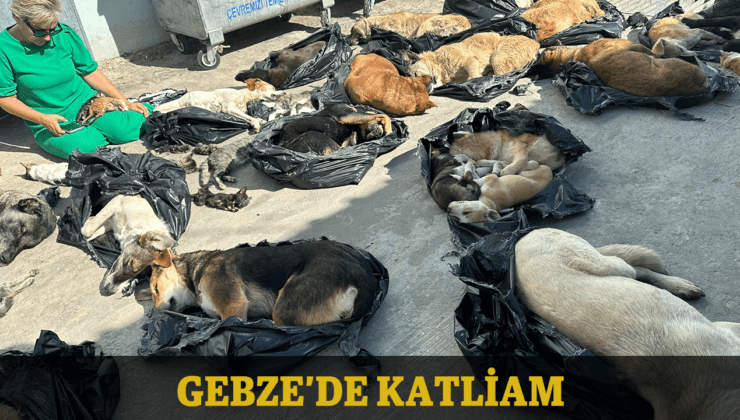 Gebze’de katliam: Kedileri ve köpekleri katlettiler